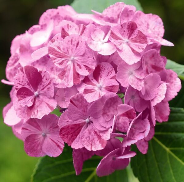 Hydrangea Dancing Angels-Sweet Fantasy - Starter Plant - Unique Striped Blooms