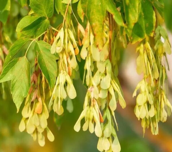 5 Box Elder Maple Bareroot Seedlings 12-18” - Hardy Fast-Growing Trees