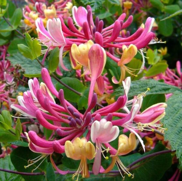 Lonicera Periclymenum Serotina Honeysuckle - Starter Plant - 8-12 Inch