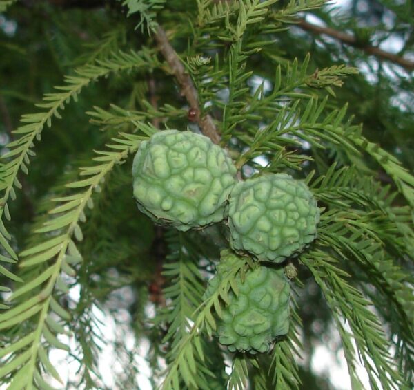 Bald Cypress Quart Pot -  Hardy Deciduous Conifer Tree