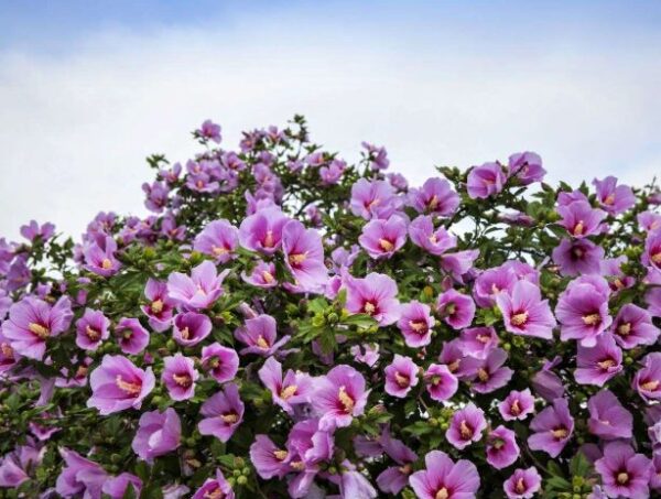 Minerva Rose of Sharon - Quart Pot - Hardy Hibiscus Shrub - Purple Blooms