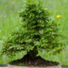 5 Chinese Lacebark Elm Bareroot Seedlings - 12-18 Inches - Hardy Tree