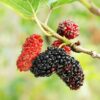 2 Red Mulberry Bareroot Seedlings 2’ - Fast Growing Fruit Tree