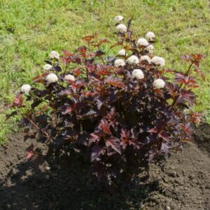 Alternative view of Crimson Diablo Ninebark Shrub – 2.5” Pot – Hardy and Decorative