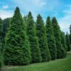 Thuja Green Giant Arborvitae Tree - 1 Gallon Pot - Fast-Growing Privacy Hedge
