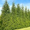 Thuja Green Giant Arborvitae - 2.5 Inch Pot - Fast-Growing Evergreen