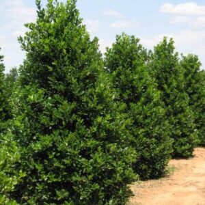 Alternative view of Nellie R Stevens Holly - 2.5” Pot - Fast Growing Evergreen Shrub