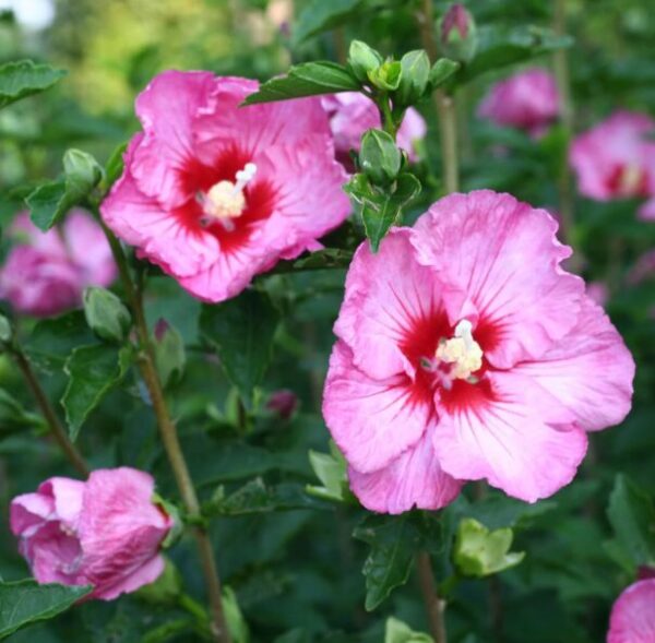 Minerva Rose of Sharon - Quart Pot - Hardy Hibiscus Syriacus Shrub