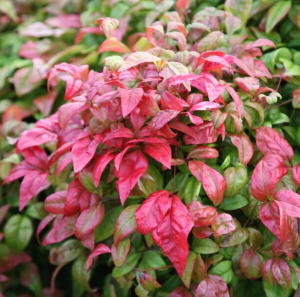 5 Dwarf Nandina 4-6” Bare Root - Seasonal Color - Landscaping Shrub