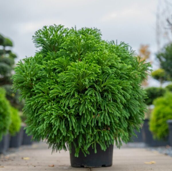 Cryptomeria Quart Pot - Hardy Evergreen - Fast-Growing Conifer