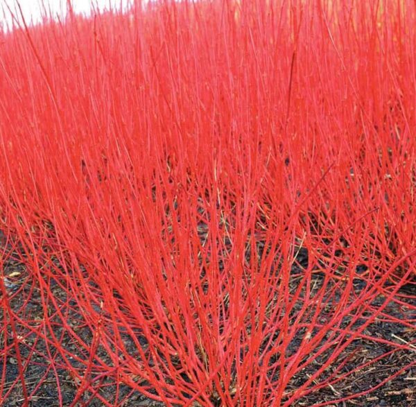 Red Twig Dogwood Shrub - Quart Pot - Vibrant Red Stems