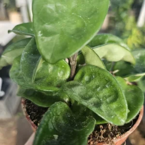Hoya Krinkle - Ripple Hoya - Crinkle Hoya - 2in Pot - Trailing Houseplant