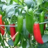 Serrano Chili Pepper Plants: 3 Super Hot Live Plants - 75 Days Old - Red Chili