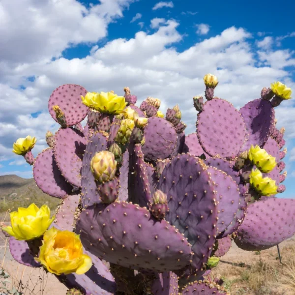 Set 2 Purple Prickly Pear Cactus Plants - 3-5" Tall - Opuntia Variety