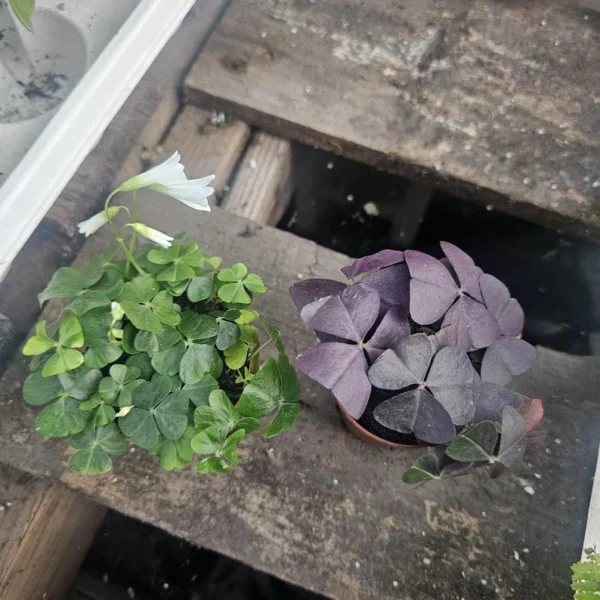 Shamrock Plant Green Oxalis 4in Pot Green and Purple - Indoor Houseplant