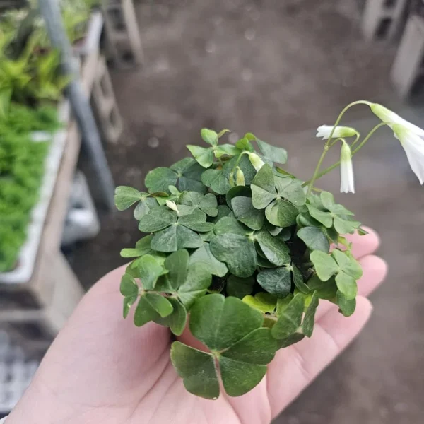 Shamrock Plant Green Oxalis 4in Pot Green and Purple - Indoor Houseplant