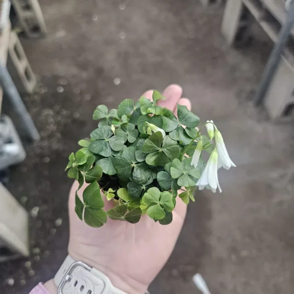 Shamrock Plant Green Oxalis 4in Pot Green and Purple - Indoor Houseplant