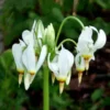 Shooting Star Perennial - 5 Roots - Spring Flowering Plant for Gardens