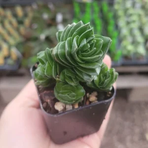 Buddha’s Temple Crassula Pyramidalis - Rare Succulent - 2in Pot