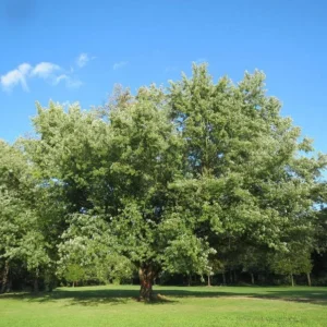 Silver Maple Tree Acer Saccharinum 2 Bare-root 6-12 Inch Tall - Fast-Growing Shade Tree