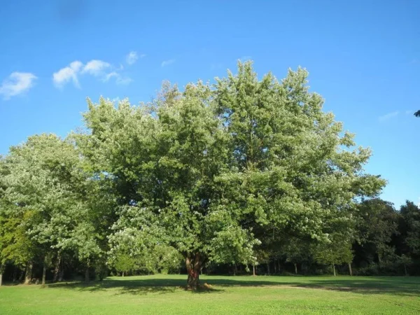 Silver Maple Tree Acer Saccharinum 2 Bare-root 6-12 Inch Tall - Fast-Growing Shade Tree