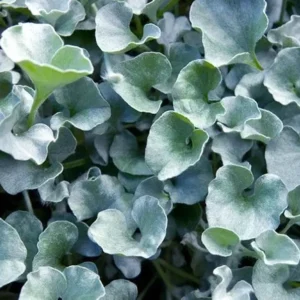 Silver Ponyfoot Dichondra 1 Gallon Live Plant – Silver Ground Cover, 1ft Tall