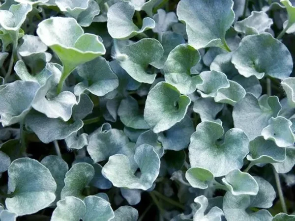 Silver Ponyfoot Dichondra 1 Gallon Live Plant – Silver Ground Cover, 1ft Tall