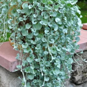 Silver Ponyfoot Dichondra 1 Gallon Live Plant – Silver Ground Cover, 1ft Tall