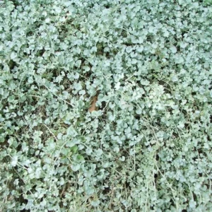Silver Ponyfoot Dichondra 1 Gallon Live Plant – Silver Ground Cover, 1ft Tall