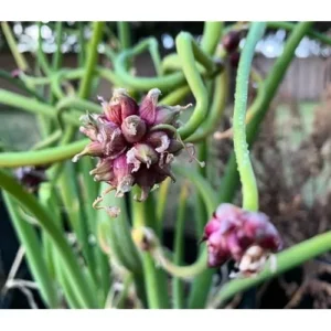 50 Egyptian Walking Onions Bulbs - Medium Size, Perennial, Heirloom Variety