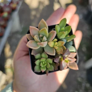 Succulent 2in Combo Pot – Assorted Succulents – Unique Gift and Party Favor