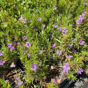 Snake Herb 1 Gallon Live Plant – Purple Flowers, Drought Tolerant, Butterfly-Friendly