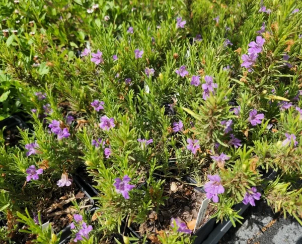 Snake Herb 1 Gallon Live Plant – Purple Flowers, Drought Tolerant, Butterfly-Friendly