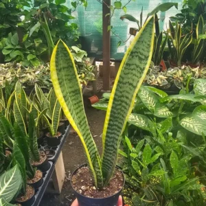 Snake Plant Sansevieria - Yellow Snake Plant - Air Purifying - 4in Pot