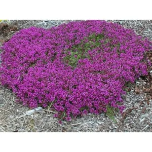 5 Red Creeping Thyme Plants - Live Ground Cover - 4 Inch Pots