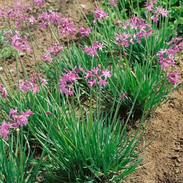 Society Garlic Plant 1 Gallon – Heat Tolerant, Violet Blooms, Low Water