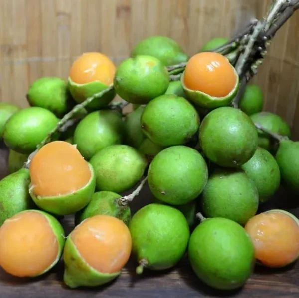 Spanish Lime Tree Live Plant - Tropical Fruit Tree - 10-16 Inch Tall - Ginepa Limoncillo Mamoncillo - Melicoccus Bijugatus Plant