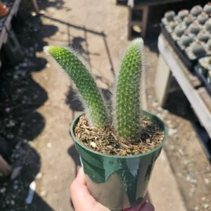 Monkey Tail Cactus - Trailing Cactus - 2in Pot Single Tail