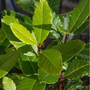 Live Bay Laurel Tree - Sweet Bay Laurus Nobilis Plant - Potted 10-14 Inch