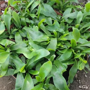 Staghorn Fern 2 Inch Pot - Unique Tropical Indoor Plant - Stunning Greenery