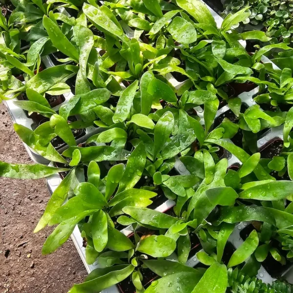 Staghorn Fern Plant - 2in Pot - Lush and Air-Purifying Houseplant