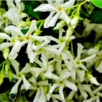 Star Jasmine Plant - 3 to 4 Feet Tall - White Climbing Vine for Garden