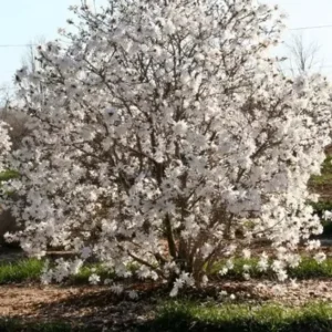 Star Magnolia Shrub 4