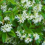 Star Staked Jasmine Vine 1 Gallon Live - Evergreen, Fragrant White Flowers, Fast-Growing