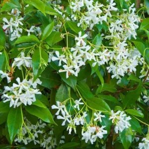 Star Staked Jasmine Vine 1 Gallon Live - Evergreen, Fragrant White Flowers, Fast-Growing