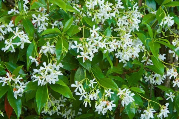 Star Staked Jasmine Vine 1 Gallon Live - Evergreen, Fragrant White Flowers, Fast-Growing