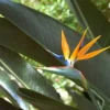 Strelitzia Reginae Orange Bird of Paradise Plant Starter Live Plant 5-9 Inch Tall