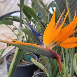 Strelitzia Reginae Orange Bird of Paradise Plant Starter Live Plant 5-9 Inch Tall