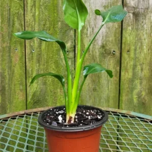 Strelitzia Reginae Orange Bird of Paradise Plant Starter Live Plant 5-9 Inch Tall