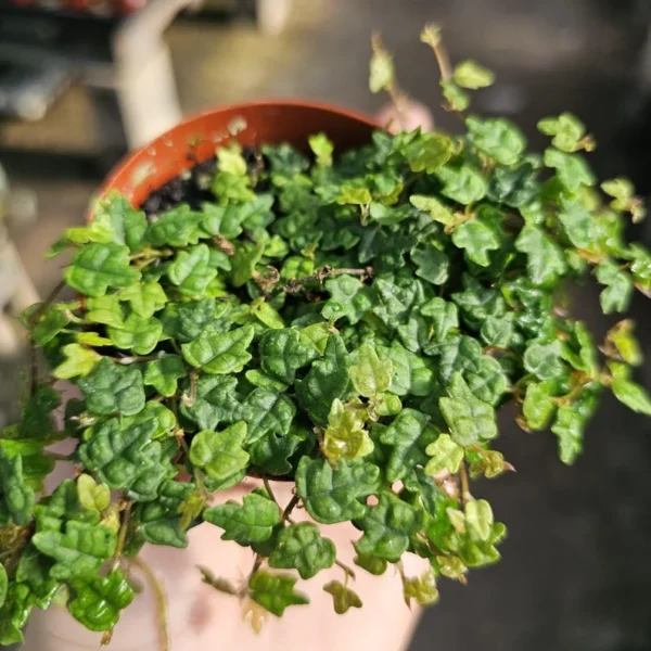 String of Frogs - Ficus Pumila Quercifolia - Trailing House Plant - 3in Pot